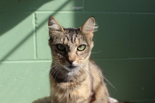 Adoptable Animals | City of Bloomington, Indiana