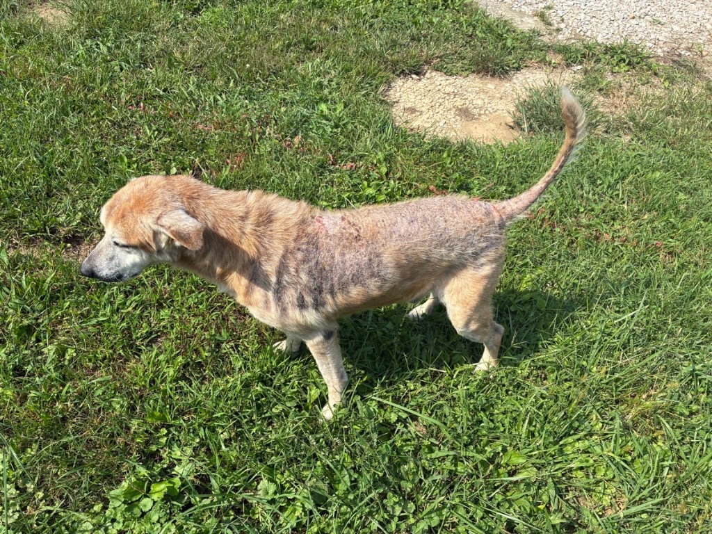 Yoda
