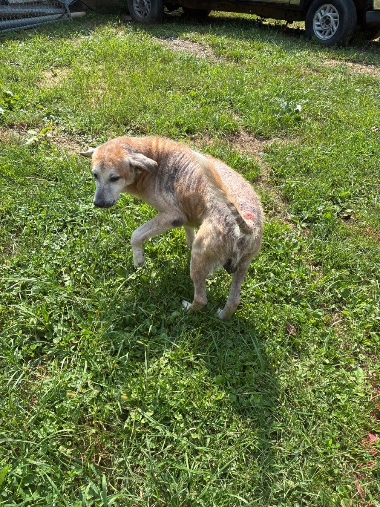 Yoda