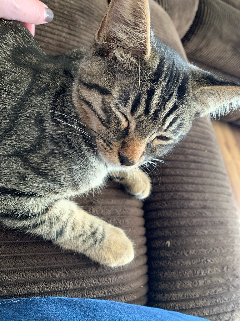 Hector