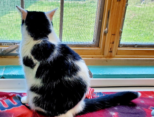 Gus