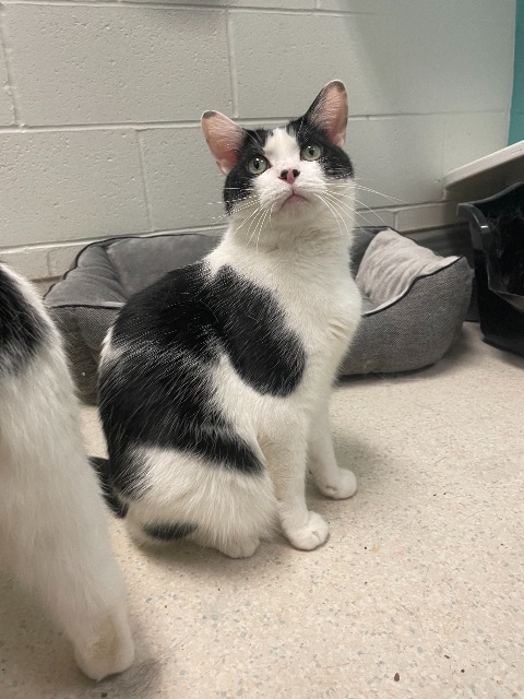 Gus