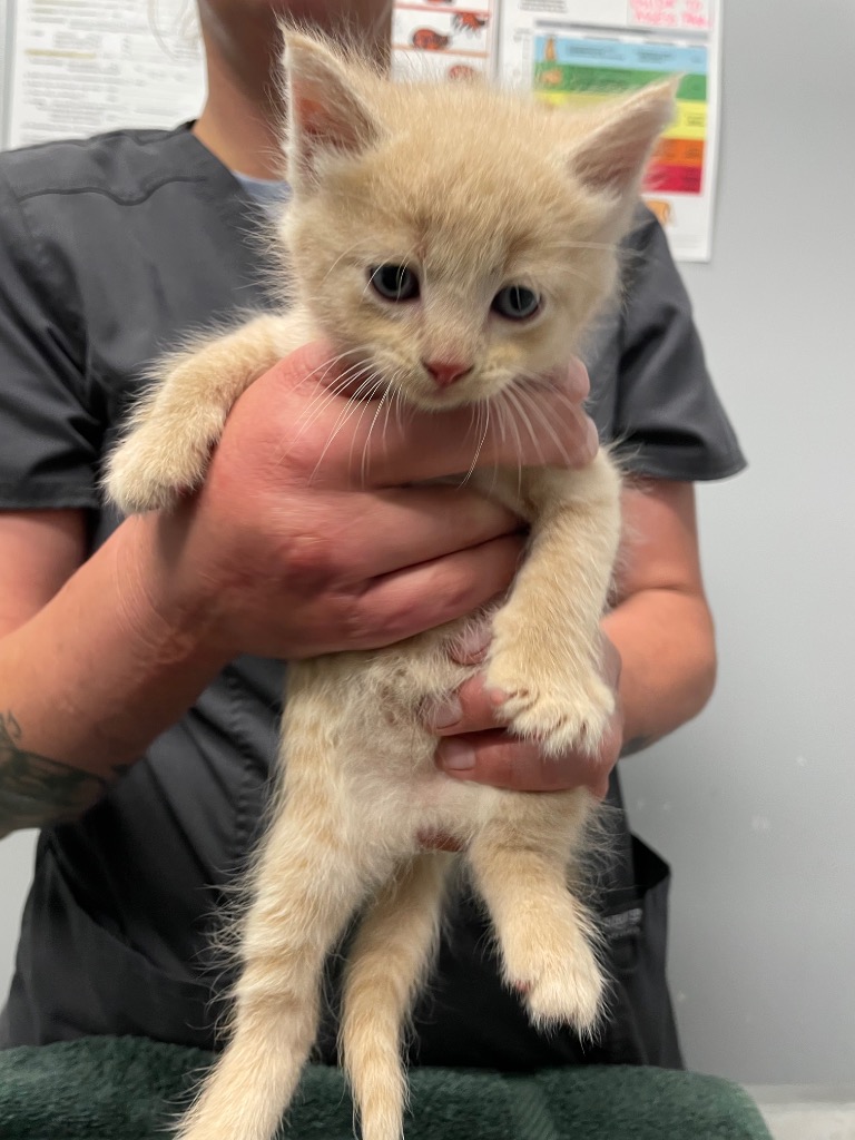 Adoptable Animals | City of Bloomington, Indiana