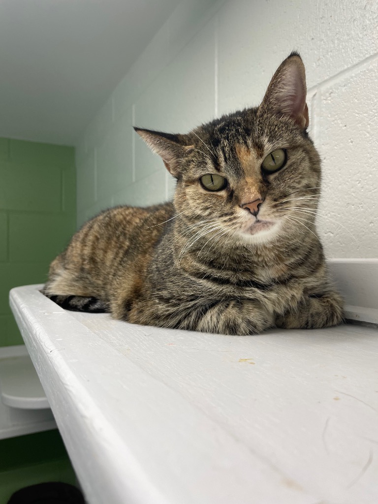 Adoptable Animals | City of Bloomington, Indiana