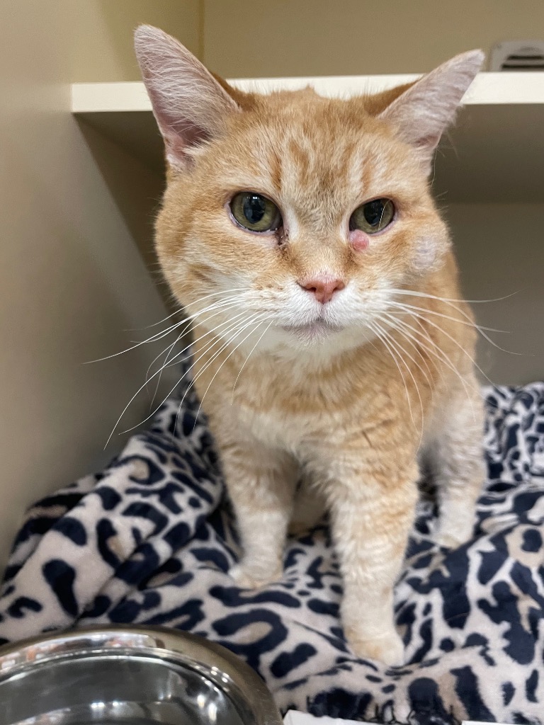 Kitty Kitty Meow Meow