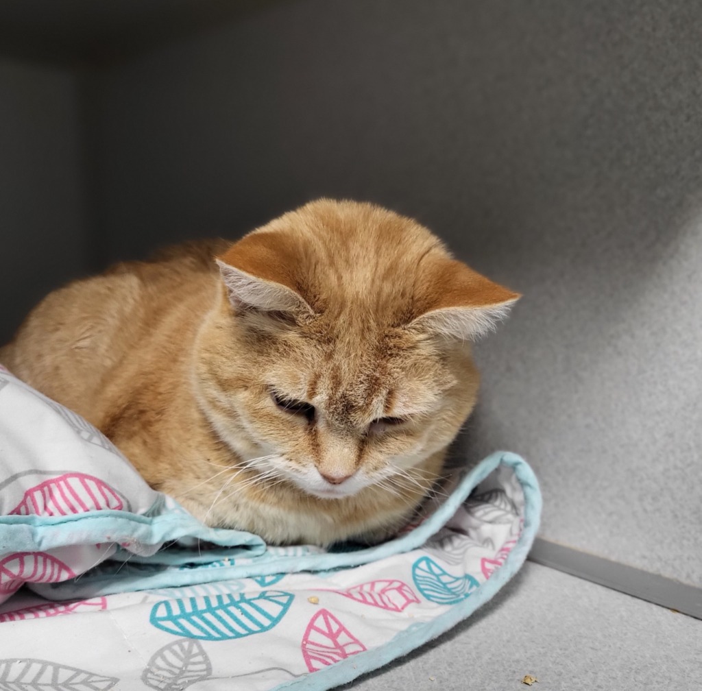 Kitty Kitty Meow Meow