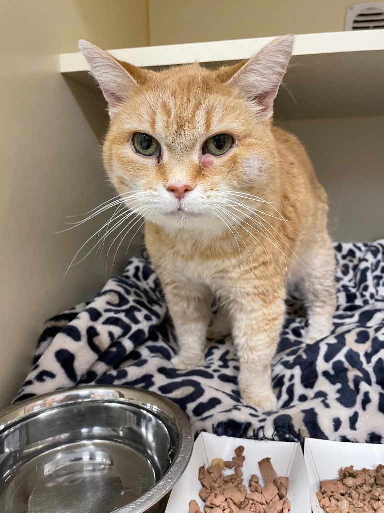 Kitty Kitty Meow Meow