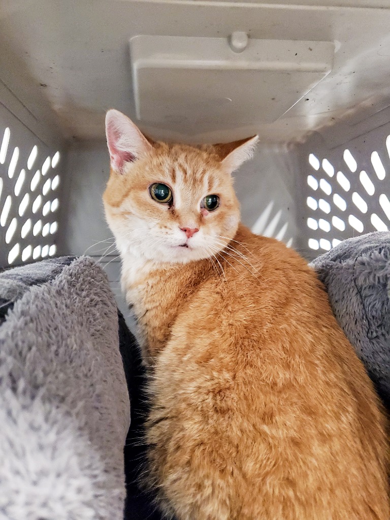 Kitty Kitty Meow Meow