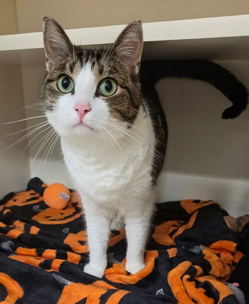 Mae