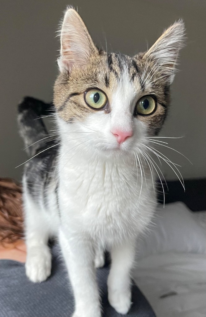 Mae