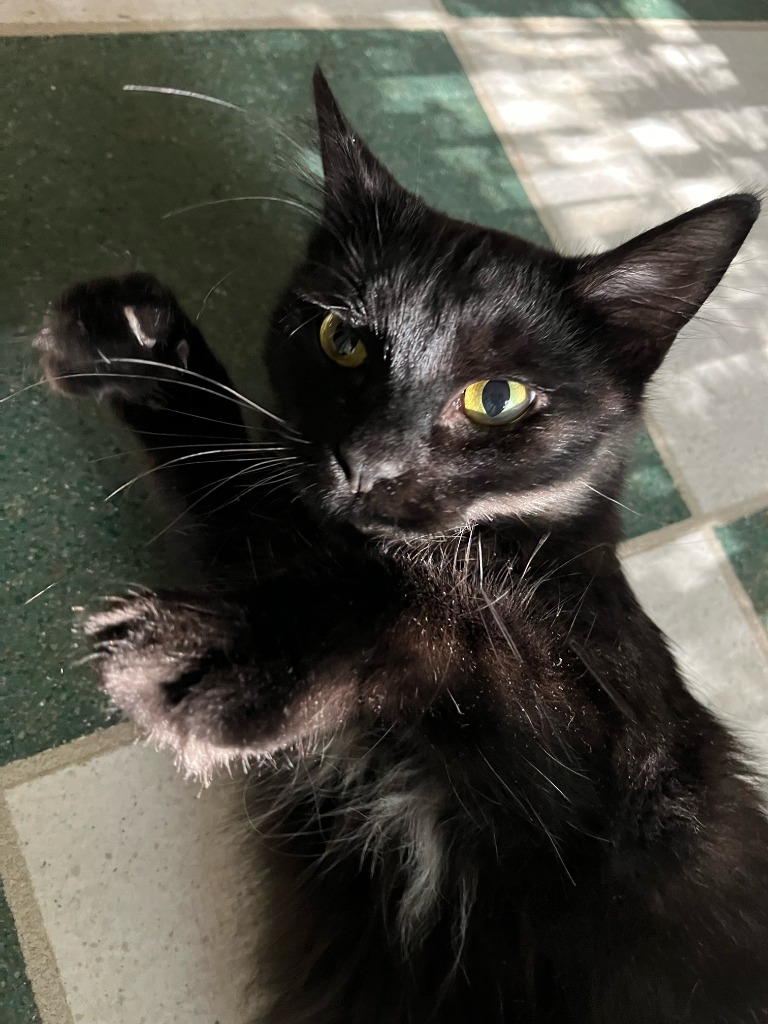 Working Cat: Kathleen