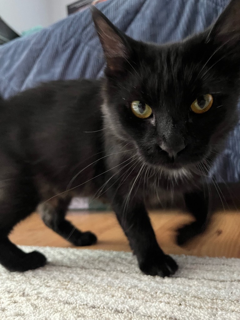 Working Cat: Kathleen