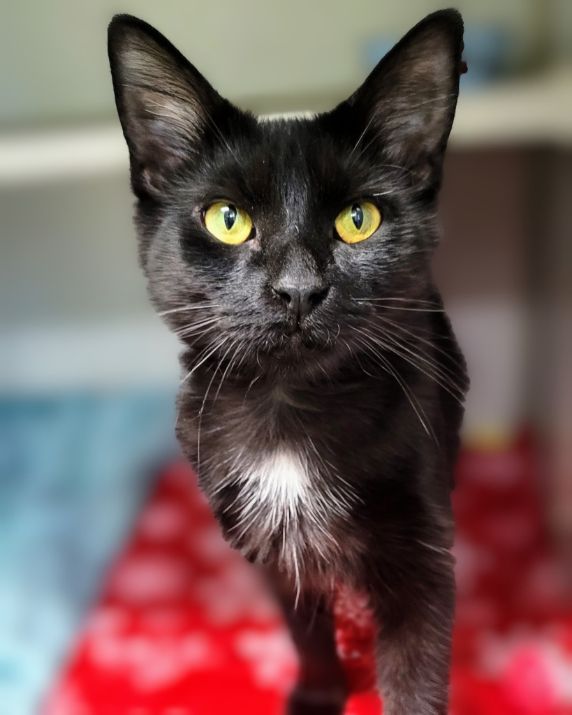 Working Cat: Kathleen