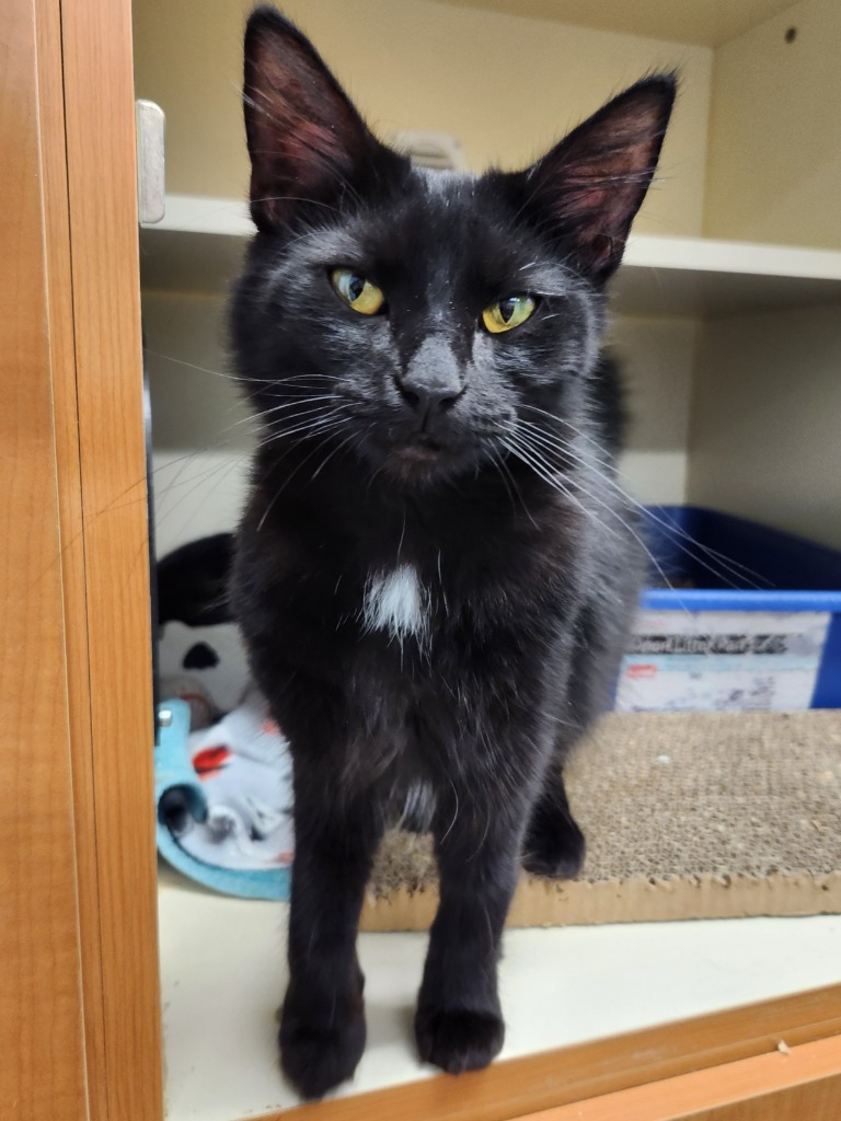 Working Cat: Kathleen