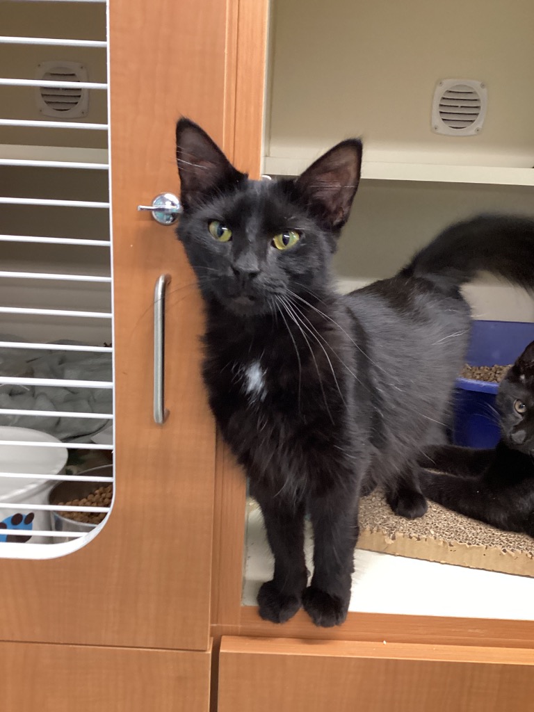 Working Cat: Kathleen