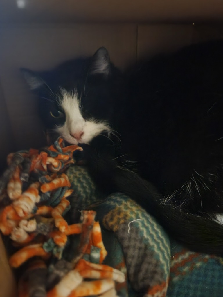 Socks