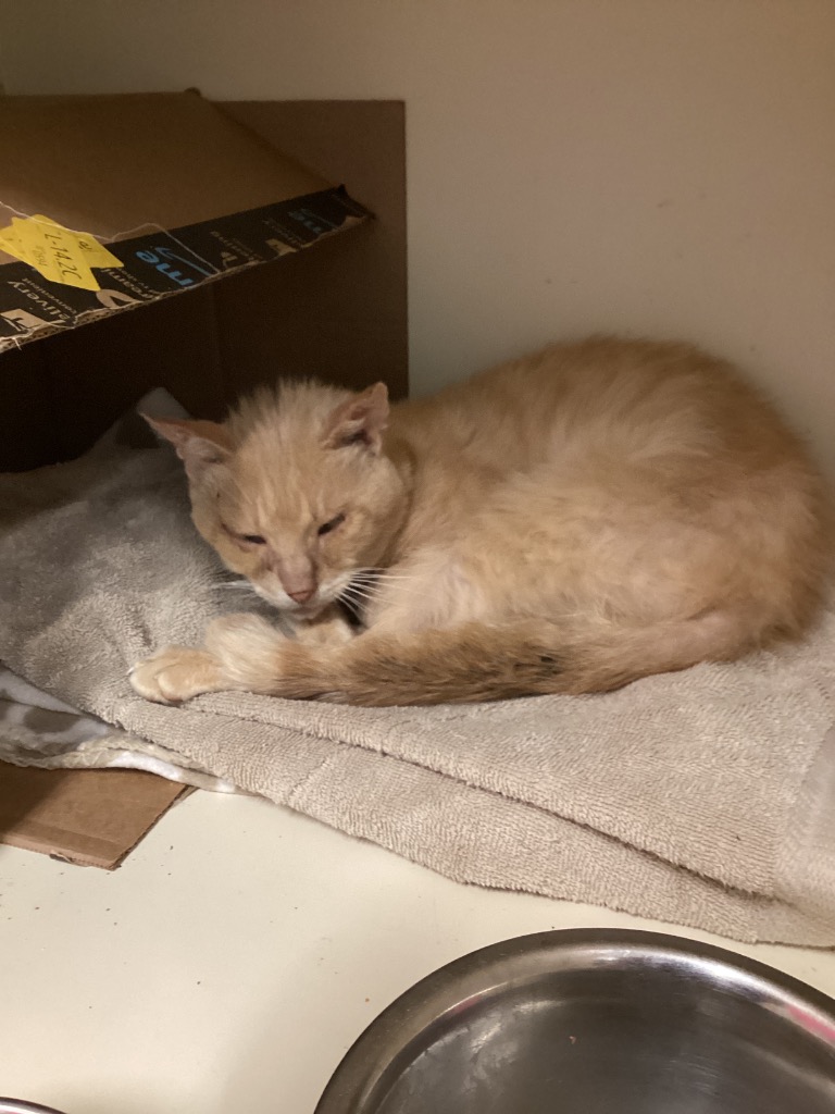 Working Cat: Ed “Blackbeard” Teach