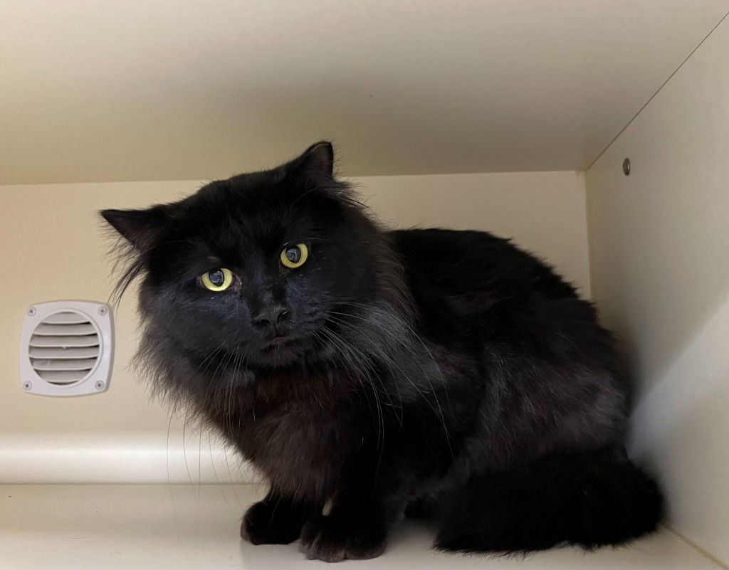 Working Cat:  Wizard