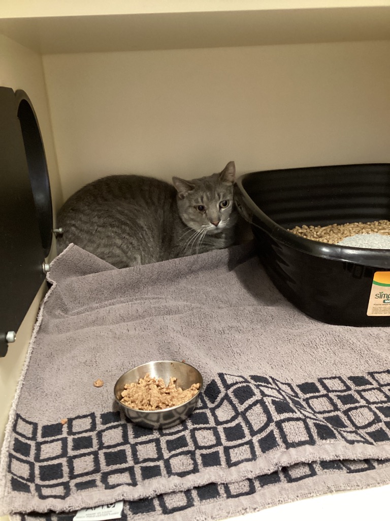 Working Cat: Wendell