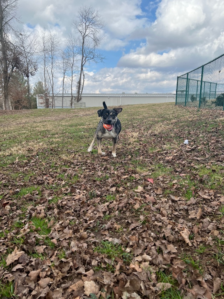 Kiefer