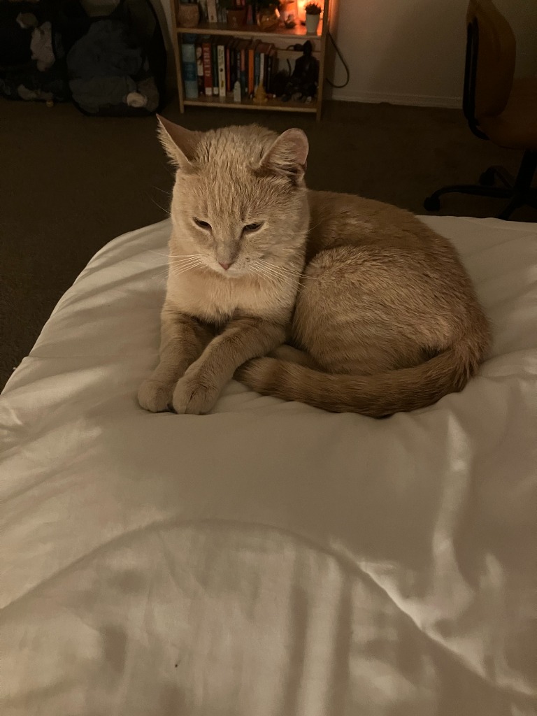 Willis