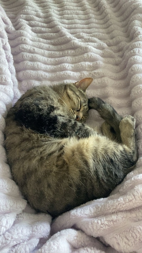 Fiddlehead City of Bloomington, Indiana