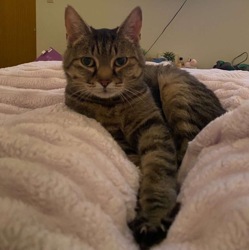 Fiddlehead City of Bloomington, Indiana