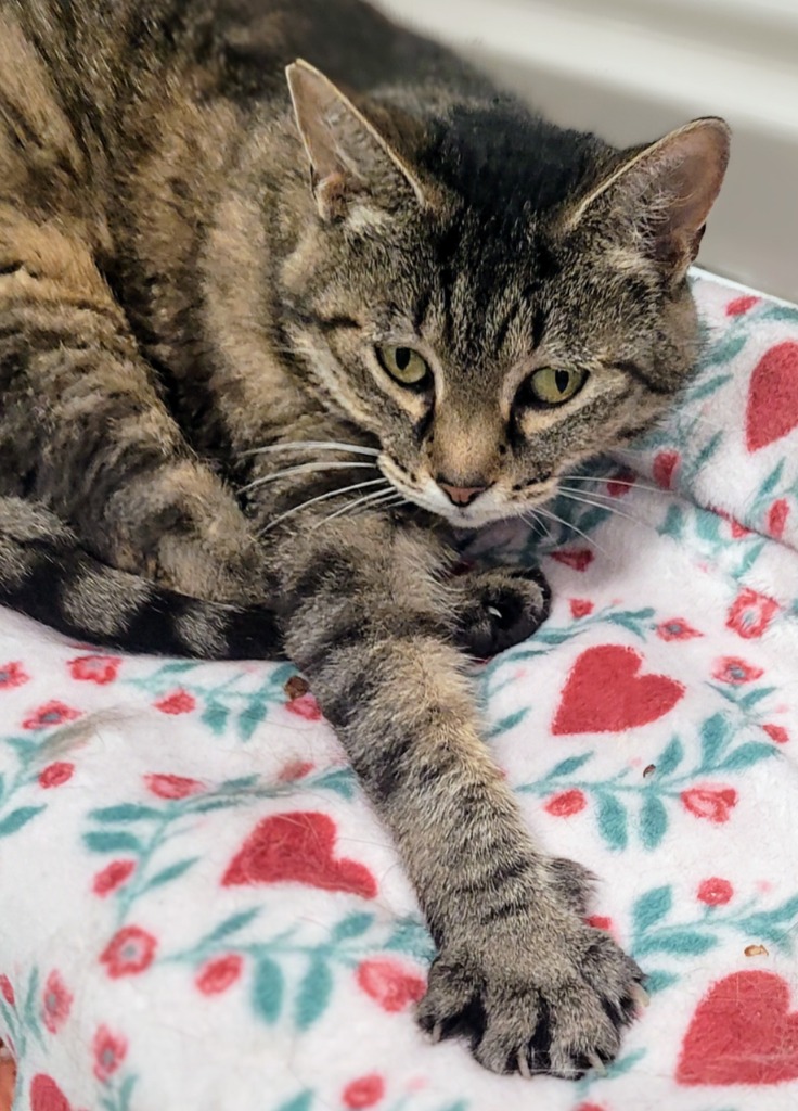 Fiddlehead City of Bloomington, Indiana