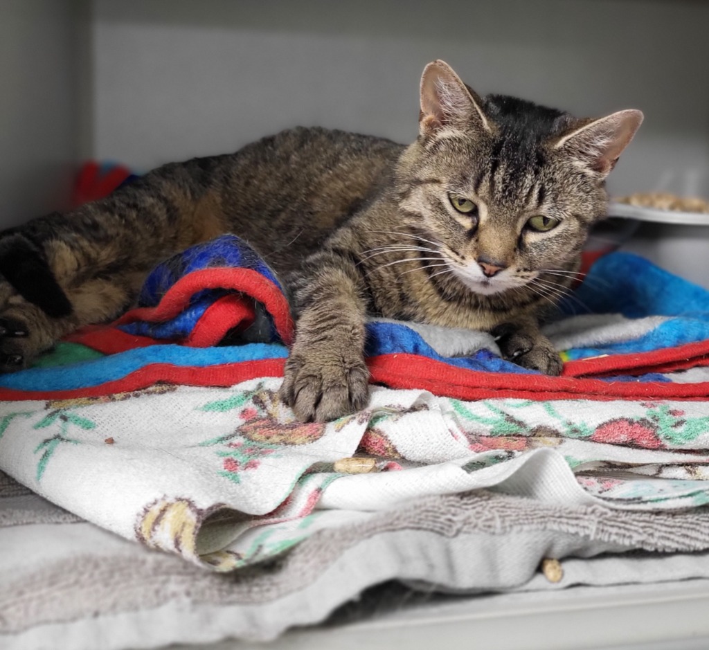 Fiddlehead City of Bloomington, Indiana