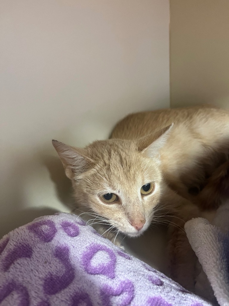 Working Cat Sunflower