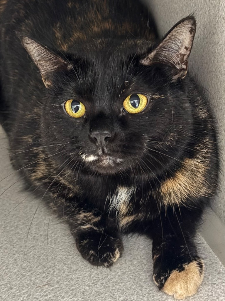 Megan Meowllally