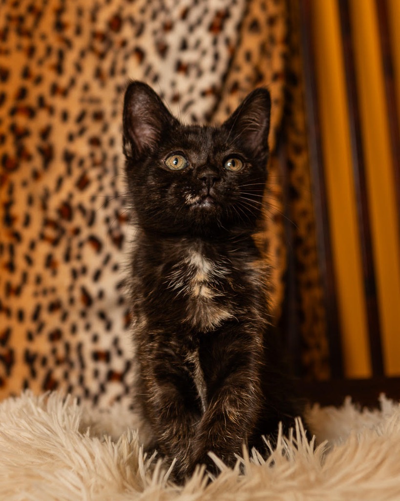 Megan Meowllally
