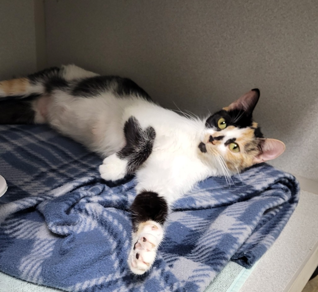 Olive City of Bloomington, Indiana