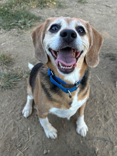Daisy