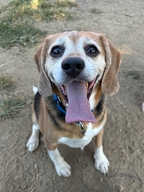Daisy
