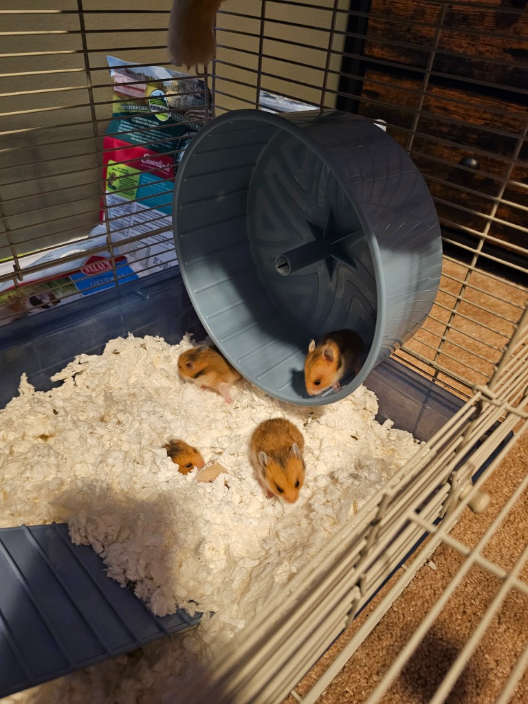 Hamsters