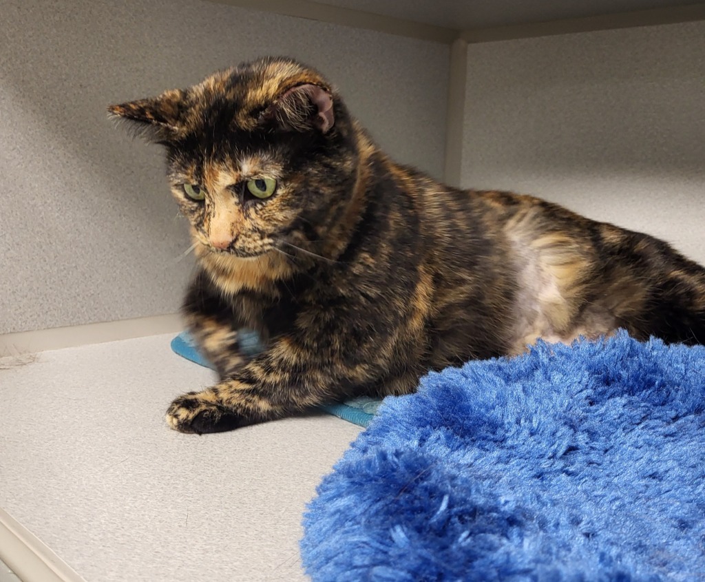 Calie City of Bloomington, Indiana