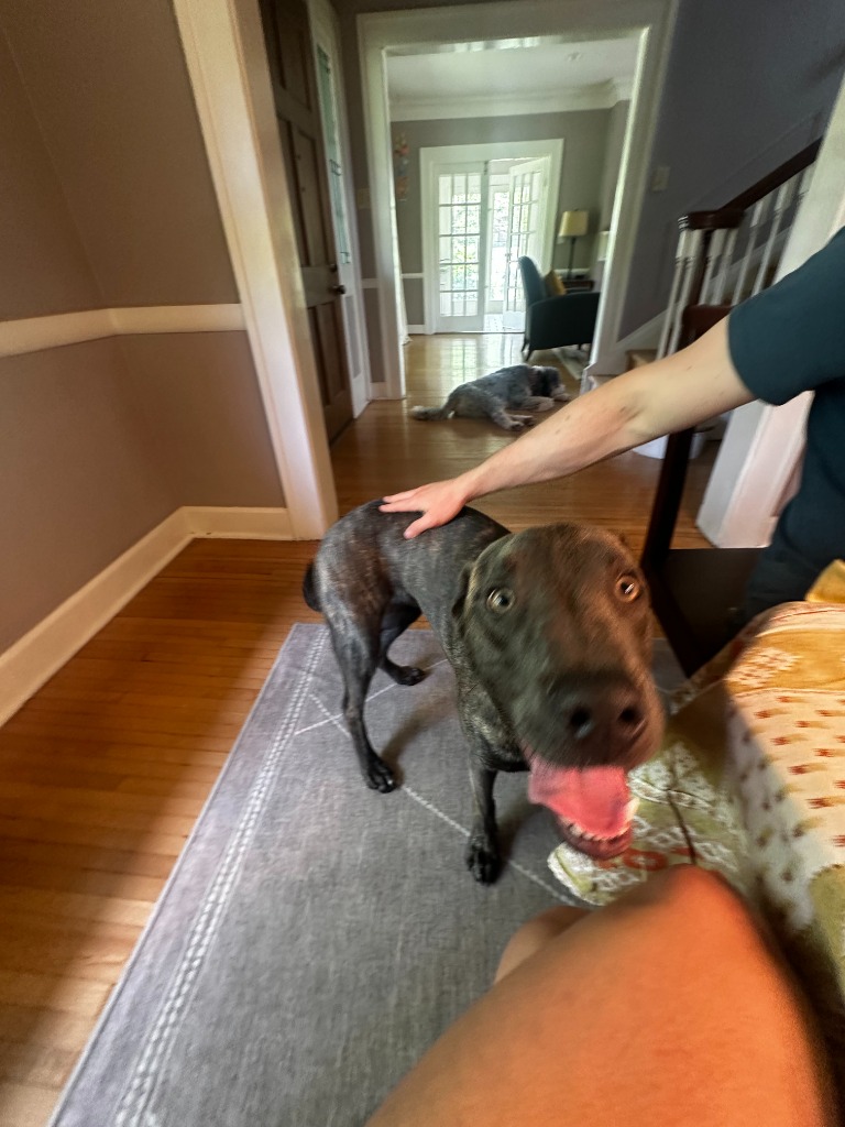 Morel City of Bloomington, Indiana