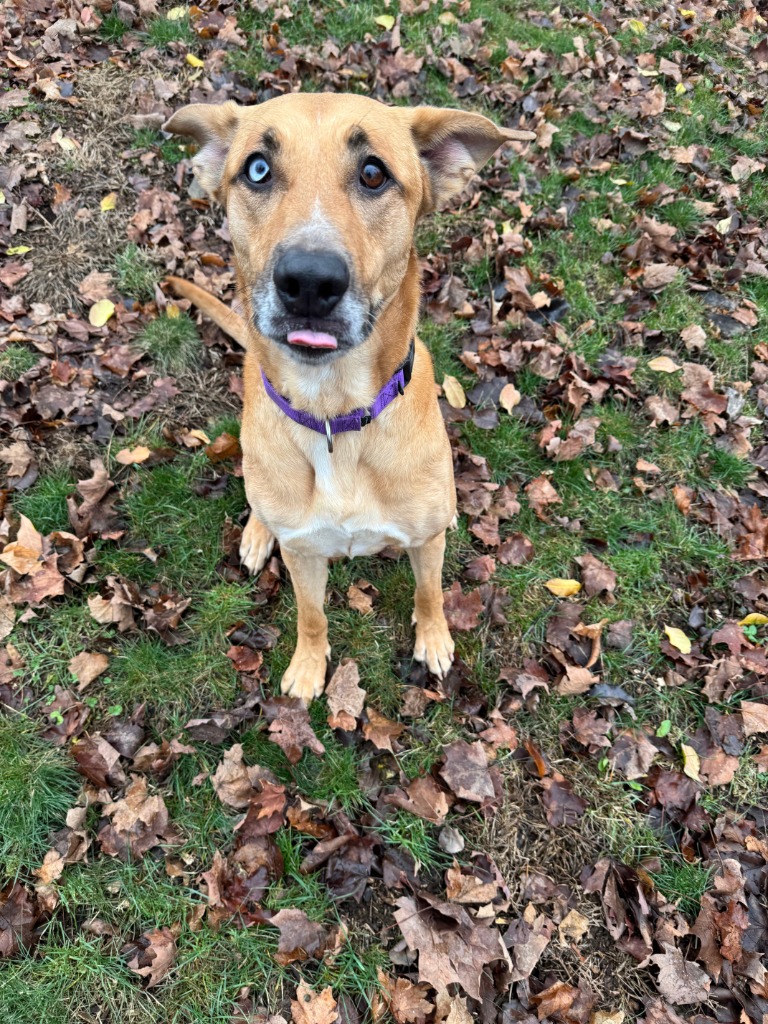 Sheba City of Bloomington, Indiana