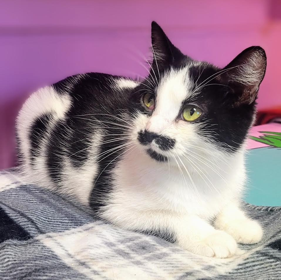 Moostache