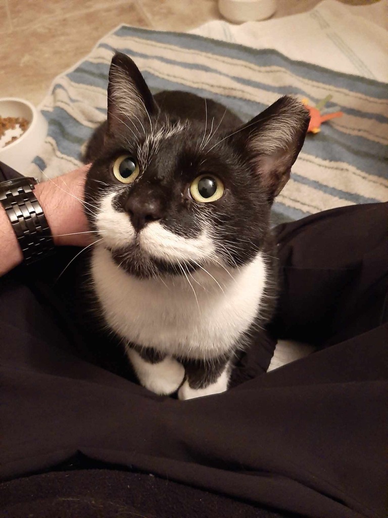 Working Cat: Yossarian