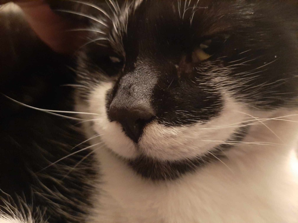 Working Cat: Yossarian