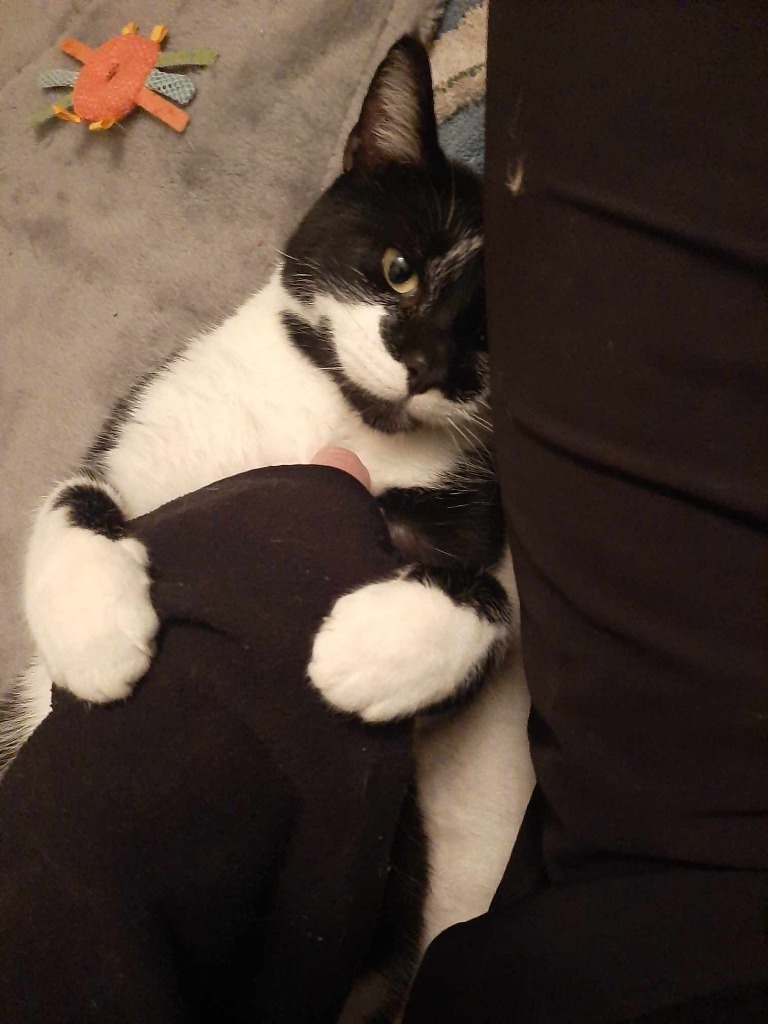 Working Cat: Yossarian