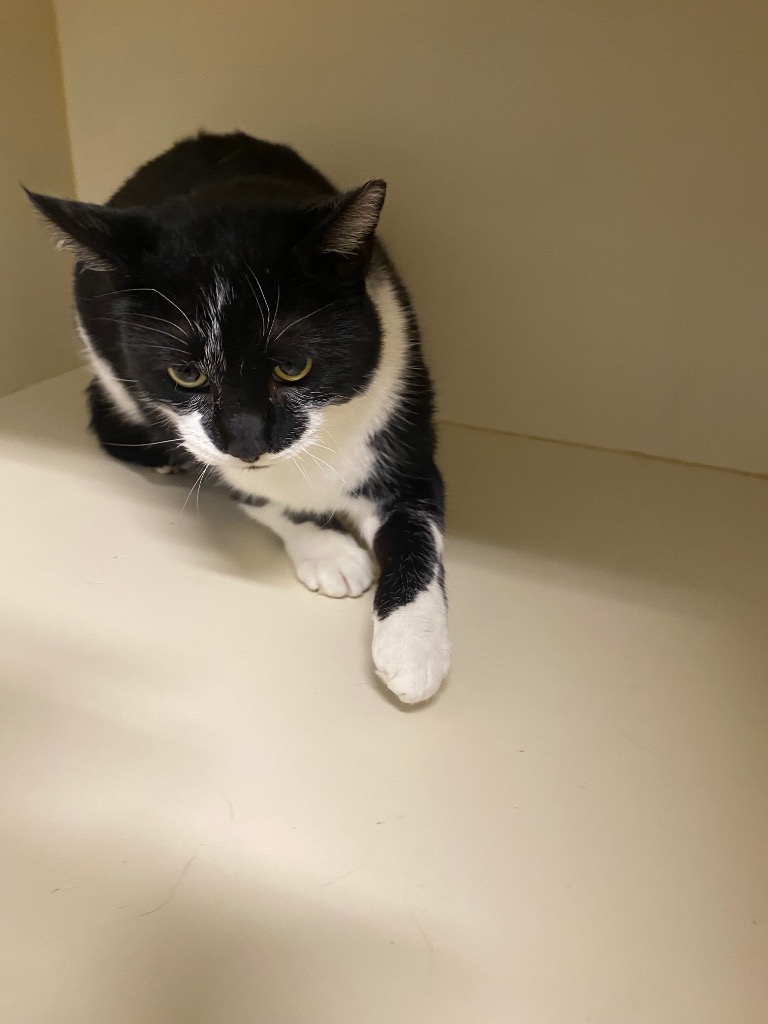 Working Cat: Yossarian