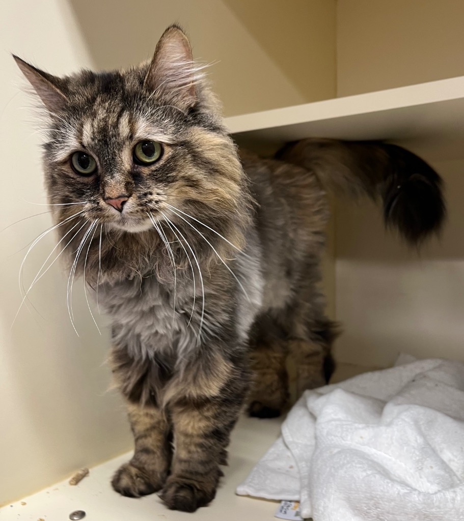 Adoptable Animals | City of Bloomington, Indiana