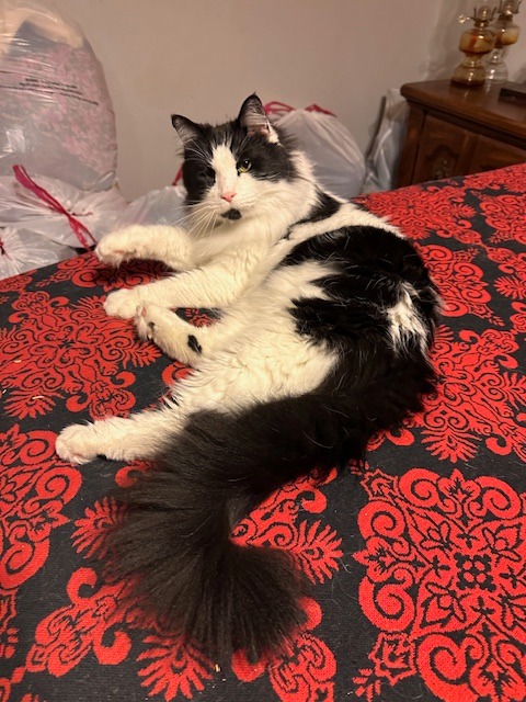 Pepe Le Pew