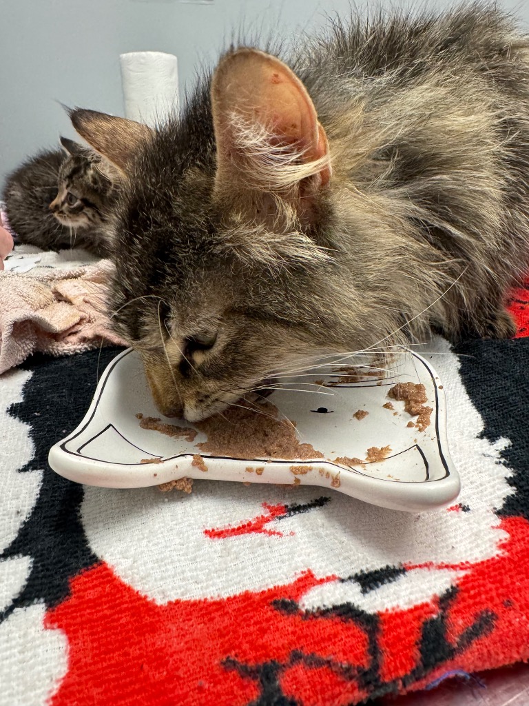 Working Cat: Liberty Bell