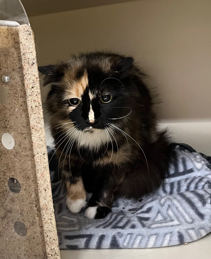 Working Cat Hildegard