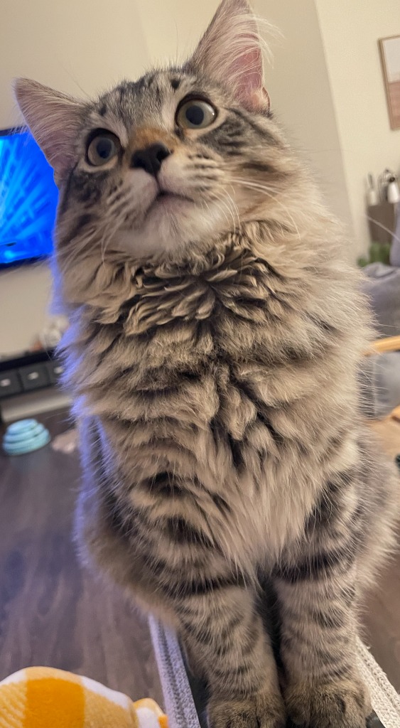 Lincoln