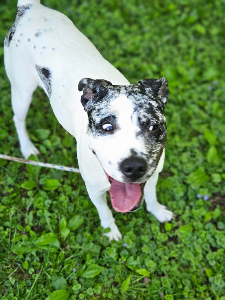 Pepper Pup